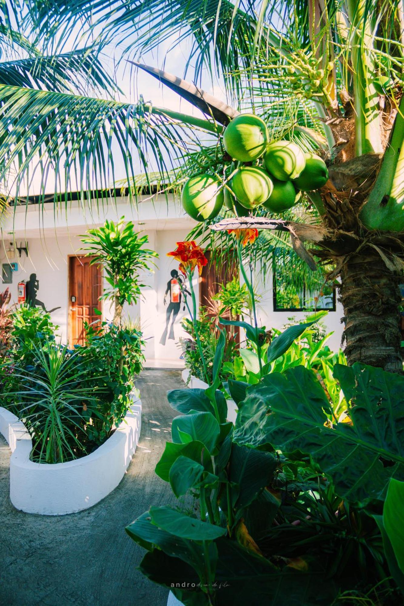 Ananas Guesthouse Moalboal Εξωτερικό φωτογραφία